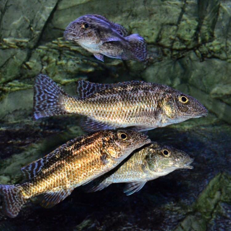 Nimbochromis linni 'Mbenji Island'